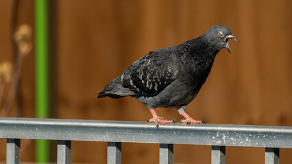 A screeching New York City Pigeon.