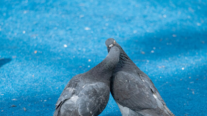 Two pigeons kissing each other in Bryant Park.