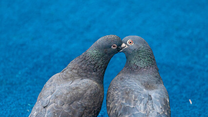 Two pigeons kissing in Bryant Park, New York City.