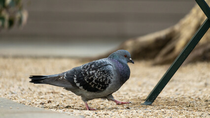 A Pigeon wonders through Bryant Park looking for lunch.