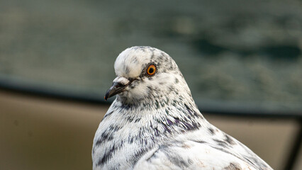 A beautiful white pigeon with black spots.