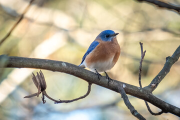 An Eastern Bluebird (Sialia sialis) perches on a limb. Raleigh, North Carolina.