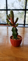 Small Cactus put on the table