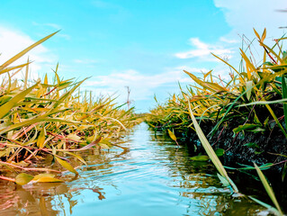 reeds in the water