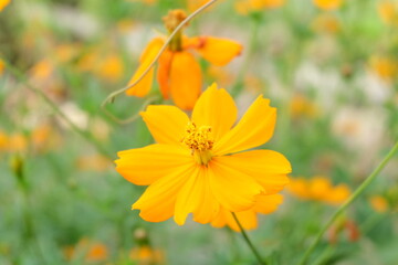 Obraz premium yellow flowers in the garden