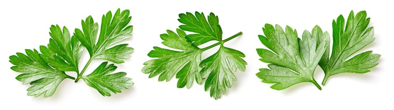 Parsley leaf isolated on white