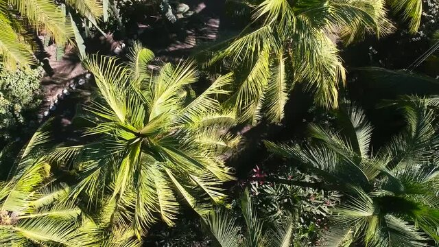 Palmeras de cocos en la costa del sol