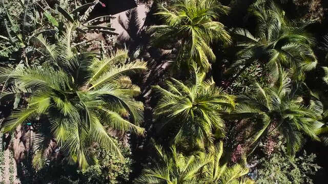 Palmeras de coco en la costa