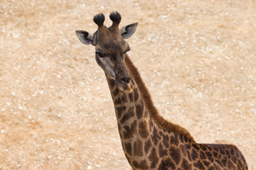 Obraz premium Close-up of an adult giraffe, blurred background