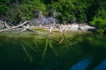 The shore of Lake Te Anau with the rainforest coming up to the water edge and spectacular logs fallen on the sand and into the water in Fiordland National Park, New Zealand, South Island.