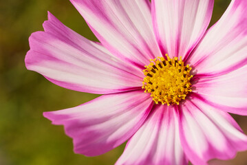 Close-up view pink and white petals with yellow pollen