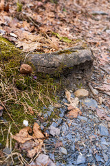 roots on the trail 