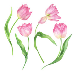 Spring flower. Watercolor pink tulips. 