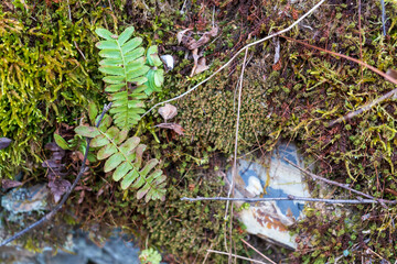 Fern, moss and rocks 
