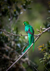 𝗥𝗲𝘀𝗽𝗹𝗲𝗻𝗱𝗲𝗻𝘁 𝗤𝘂𝗲𝘁𝘇𝗮𝗹