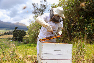 bees in the beehive and the beekeeper moving the frames