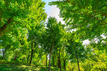 green forest background in a sunny day.