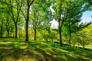 green forest background in a sunny day.