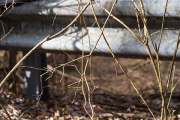 Small branches by road guard 