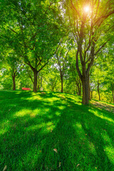 Fototapeta na wymiar green forest background in a sunny day.