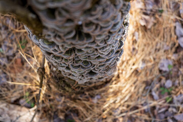 fungus on tree