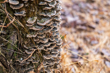 mushrooms on the tree