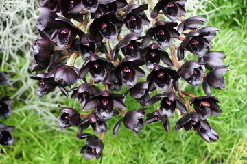 Unique dark flower of SVO After Dark Black Pearl orchids