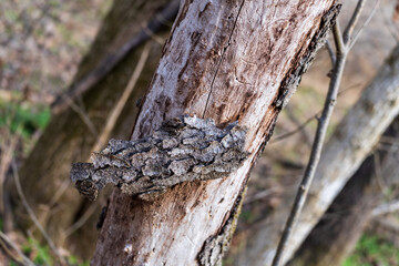 Hanging bark on tree 