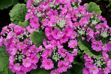 The light purple color of Primrose 'Prima Lilac' flowers
