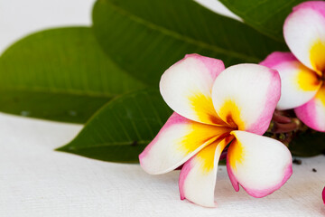 colorful flowers frangipani local flora of asia arrangement  flat lay style on background white