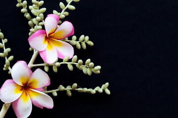 colorful flowers frangipani local flora of asia arrangement  flat lay style on background black