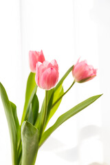 窓辺にチューリップ