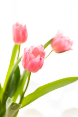 窓辺にチューリップ