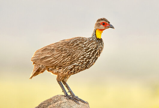 A yellow-necked francolin or spurfowl (Pternistis leucoscepus) standing on a rock during the golden hour with blurred light background.  Closeup.  Copy space.  Amboseli National Park, Kenya.