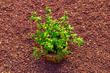 Portulacaria afra, known as elephant bush, dwarf jade plant, porkbush and spekboom