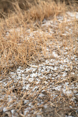 Weeds and residual snow on the outdoor loess ground in winter