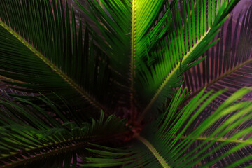 Obraz premium closeup of beautiful cycas leaves