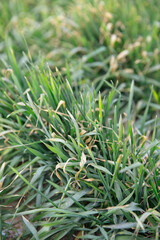 Wheat seedlings in winter fields