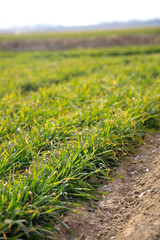 Green wheat seedlings in the fields after the beginning of spring