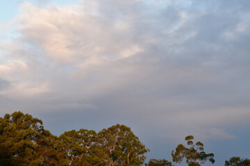 Obraz premium olive-green Eucalyptus trees with purple and grey clouds of a distant storm in the background, top sunlit orange
