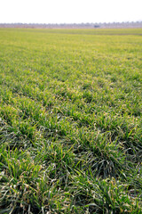 Green wheat seedlings in the fields after the beginning of spring