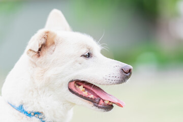 晴れた日に公園を散歩する犬
