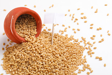 Wheat grains in clay pot on white background