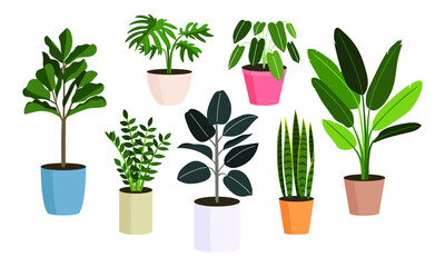 Decorative House Plants, Indoor Plants in Pots