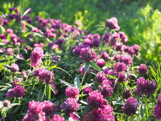 Obraz premium Trifolium pratense. Thickets of a blossoming clover