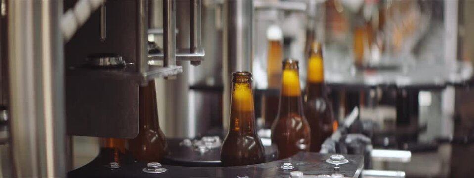 Video of filling and capping process in a brewery. Brown full beer bottles moving along the conveyor belt in a factory. Factory, brewery concept.