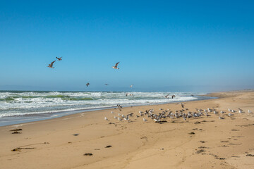 Fototapeta na wymiar Sea and flock of birds. Empty sand beach, Pacific Ocean, seagulls, and clear blue sky background, California Coast