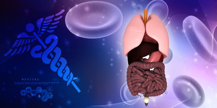 
3d illustration human digestive system