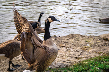 Close up of a Canada Goose on left side of screen in front water, with its wings spread wide