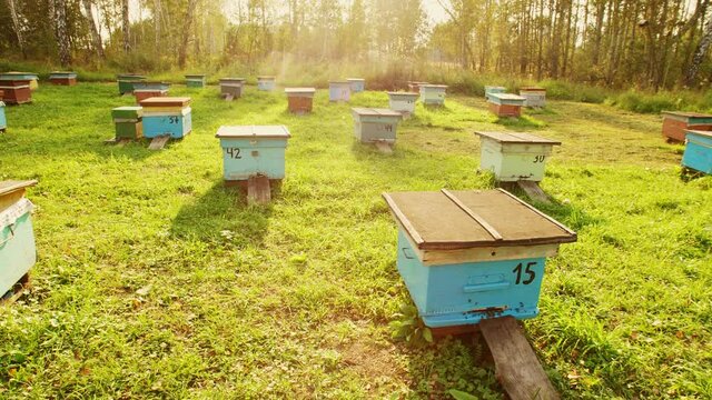 A number of bee hives at sunset